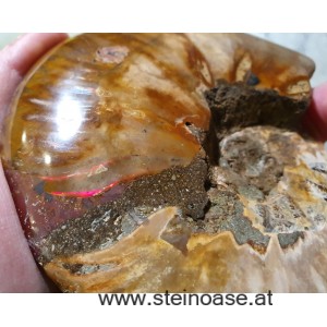 Ammonite Nr.5 - rechts